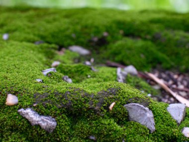 Yıpranmış Yüzeyde Canlı Yeşil Yosun Büyüyor Yakın plan Doğal Doku Macro Sığ Alan Derinliği