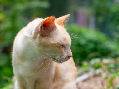 Kapalı gözlü beyaz kremalı kedi portresi. Bulanık yeşil bahçe arka planında huzurlu bir anın tadını çıkarıyor.