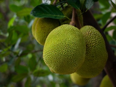 Ağaç Dalında Büyüyen Genç Yeşil Jackfruit - Tropikal Meyve Tarım Çiftliği Yakın plan