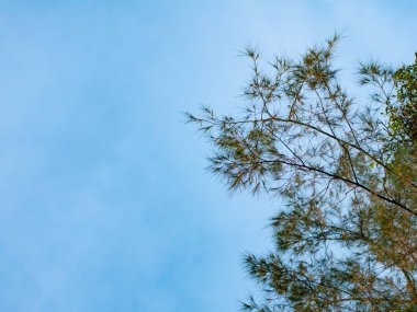 İğne gibi yaprakları olan Casuarina çam ağacı tropikal iklimde açık mavi gökyüzüne hafifçe sallanıyor.