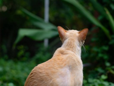 Turuncu krem renkli kedi, yemyeşil bahçedeki paslı metal çarşafta oturuyor. Düşünceli görünüyor.