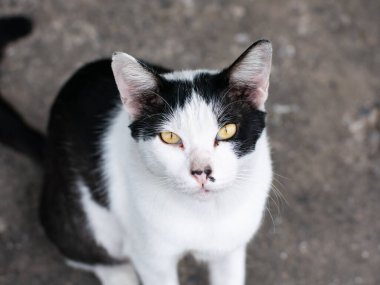 Sarı Gözlü Siyah ve Beyaz Başıboş Kedi Sokakta oturuyor Kamera Portresine bakıyor