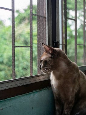 Kahverengi Tekir Kedi Pencereden Dışarı Bakıyor Ekran Ağı Meraklı Hayvan Portresi