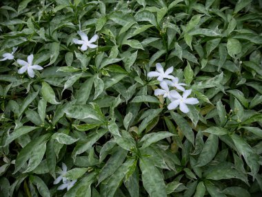 Beyaz Yasemin Çiçekleri Yeşil Yapraklarda Çiçek açıyor Çalı Kokulu Tropikal Bahçe Bitkisi