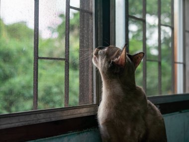 Kahverengi Tekir Kedi Pencereden Dışarı Bakıyor Ekran Ağı Meraklı Hayvan Portresi