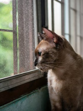 Kahverengi Tekir Kedi Pencereden Dışarı Bakıyor Ekran Ağı Meraklı Hayvan Portresi