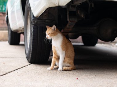 Turuncu ve Beyaz Başıboş Kedi Otoparkın Altında Esniyor Komik bir ifade sergiliyor
