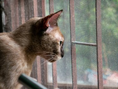 Güzel Kahverengi Tekir Kedi Portresi Pencere Kapalı Ekran Detayından Yanlara Bakma