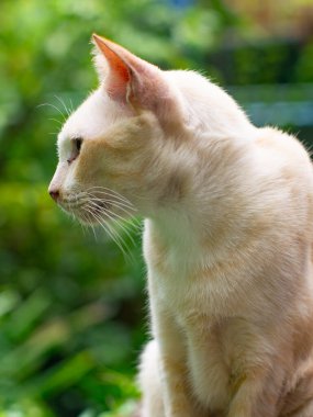 Kapalı gözlü beyaz kremalı kedi portresi. Bulanık yeşil bahçe arka planında huzurlu bir anın tadını çıkarıyor.