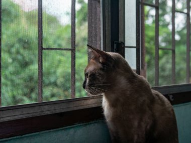 Kahverengi Tekir Kedi Pencereden Dışarı Bakıyor Ekran Ağı Meraklı Hayvan Portresi