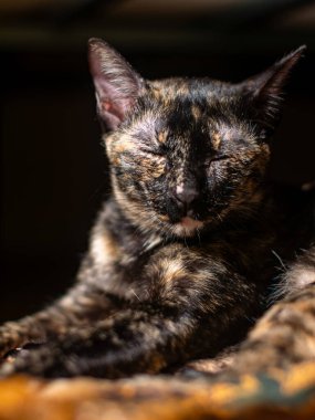 Huzurlu Kaplumbağa Kabuğu kedisi uyuyor ve güneş banyosu yapıyor, yorgun ev kedisinin dramatik gün ışığında kestirip karanlık arka planda bırakarak uykuya dalmasına, sade bir şekilde evcil hayvan portresi çizmesine yakın..