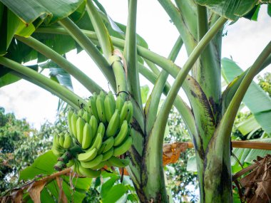 Ağaçta asılı bir avuç çiğ yeşil muz mavi gökyüzü arka planı, tropikal tarım ve sağlıklı meyve kavramı olan organik bir bahçede..