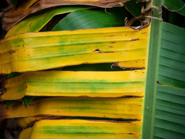 Yaşlanan muz yaprağının dokusu yeşilden sarıya, kahverengiye, doğal desen arka planına ve botanik yaşam döngüsü kavramına dönüşüyor..