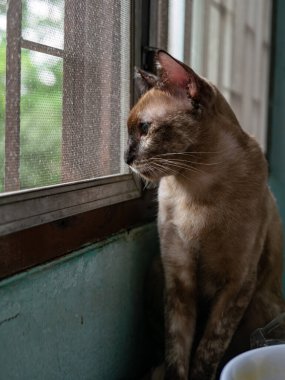 Kahverengi Tekir Kedi Pencereden Dışarı Bakıyor Ekran Ağı Meraklı Hayvan Portresi