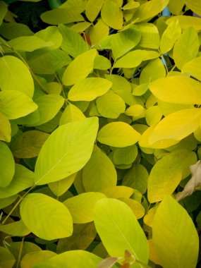 Yağmur ormanları bahçesindeki yemyeşil tropikal yaprakların dokusu, doğal bitki örtüsü ve bitki bilimi konsepti..