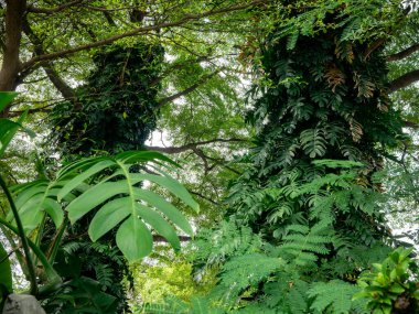 Parktaki yeşil tırmanan bitki ve sarmaşıklarla kaplı büyük ağaç gövdesi, doğa bolluğu ve yağmur ormanları ekosistem kavramı.