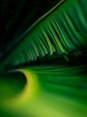 Parlak Yeşil Cycad Palm Frond Güneş Işıklı Gökyüzü Arkaplanı Doğal Eğri ve Çizgi Desenini Vurguluyor