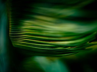 Canlı Yeşil ve Sarı Cycad Palmiye Önleri Karanlık Gölge Arkaplan desenli Soyut Yakın plan