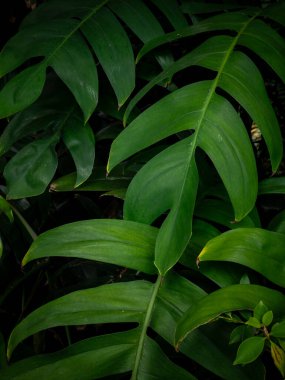 Yağmur ormanları bahçesindeki yemyeşil tropikal yaprakların dokusu, doğal bitki örtüsü ve bitki bilimi konsepti..