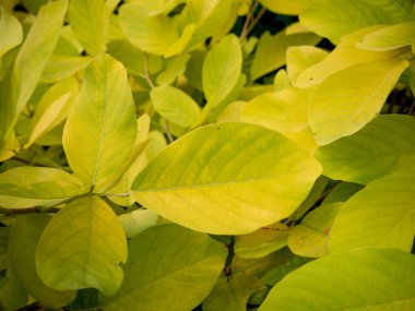 Yağmur ormanları bahçesindeki yemyeşil tropikal yaprakların dokusu, doğal bitki örtüsü ve bitki bilimi konsepti..