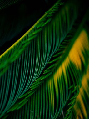 Parlak Yeşil Cycad Palm Frond Güneş Işıklı Gökyüzü Arkaplanı Doğal Eğri ve Çizgi Desenini Vurguluyor