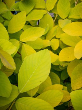 Yağmur ormanları bahçesindeki yemyeşil tropikal yaprakların dokusu, doğal bitki örtüsü ve bitki bilimi konsepti..