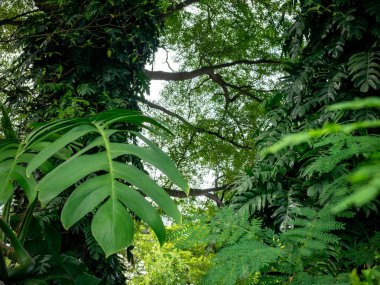Parktaki yeşil tırmanan bitki ve sarmaşıklarla kaplı büyük ağaç gövdesi, doğa bolluğu ve yağmur ormanları ekosistem kavramı.