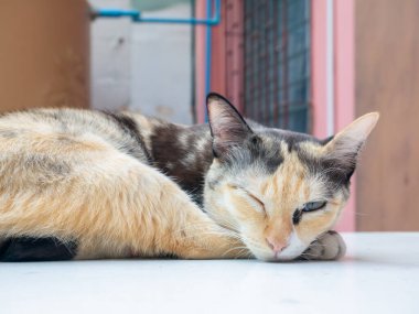 Beyaz bir yüzey, evcil hayvan ve hayvan portresi üzerinde dinlenen ve göz kırpan sevimli bir kedi (üç renk) yakın.