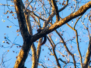 Pradoo Ağacı 'ndaki Sincap Mavi Gökyüzüne Karşı Altın Saat Işığında