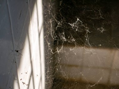 Köşe başında örümcek ağlı tozlu örümcek ağı