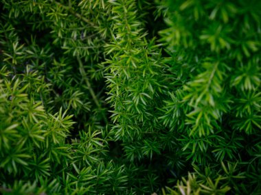 Tilki Kuyruğu Eğreltiotu Yeşil Yaprak Dokuları Doğal Bahçe Ayarlarında