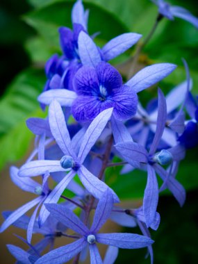 Güzel Mor Petrea Volubilis Çiçekleri sarmaşıkta açıyor