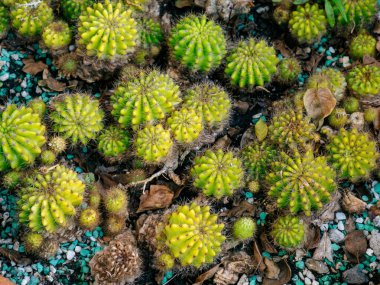 Bahçede Omurgaları Birlikte Büyüyen Küçük Yeşil Kaktüsler Grubu
