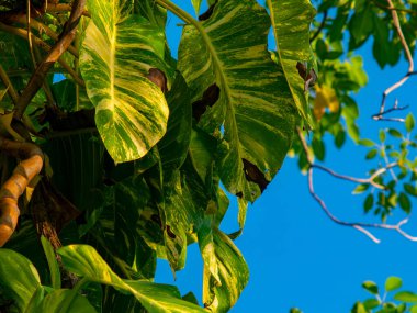 Çeşitli Altın Pothos veya Şeytanın Sarmaşık Yaprakları Ağaç Dalları Arasında Görünür
