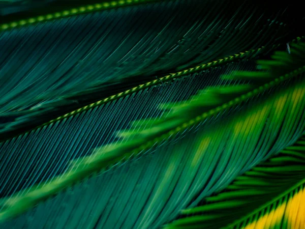 Sersemletici Yeşil ve Sarı Cycad Palm Fronds Yakın Çekim Tropikal Yaprak Doku Arkaplanı