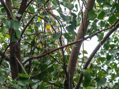 Sincap Bodhi Ağacında, Bahçedeki Yeşil Yaprakların Arasında Oturuyor