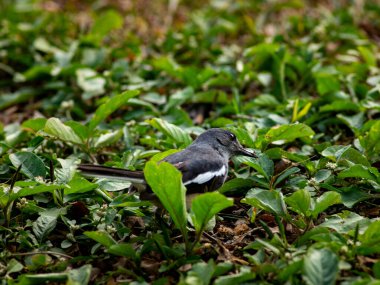 Doğulu Saksağan Robin Grass Ground 'da duruyor - Siyah Mavi ve Beyaz Ötücü Vahşi Yaşam Bahçesinde