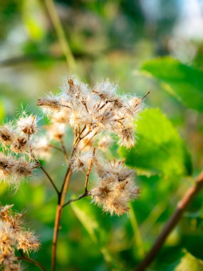 Başlık: Doğal ortamdaki kahverengi saplı pamuk benzeri beyaz liflerle kurumuş kabarık tohum başlıklarını kapat