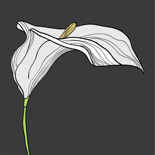Kwiat calla — Wektor stockowy