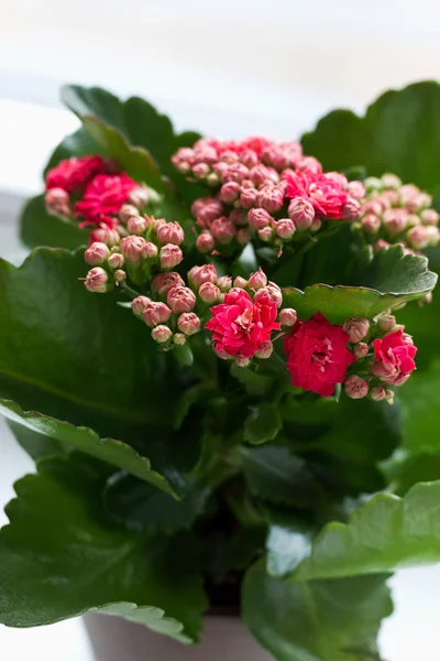 Red flowers — Stock Photo, Image