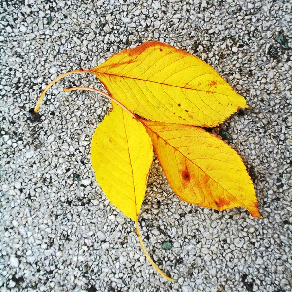 Folhas amarelas em concreto — Fotografia de Stock