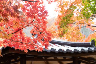 Kırmızı ve Turuncu Sonbahar Yaprakları Arkaplanı