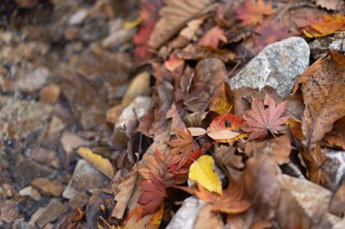 Kırmızı ve Turuncu Sonbahar Yaprakları Arkaplanı