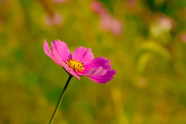 Rosa Kosmos Blomma Trädgården — Stockfoto