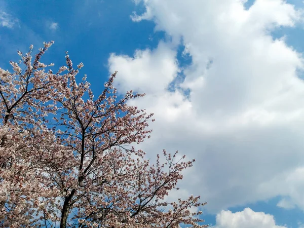 Rosafarbene Kirschblüte Garten — Stockfoto