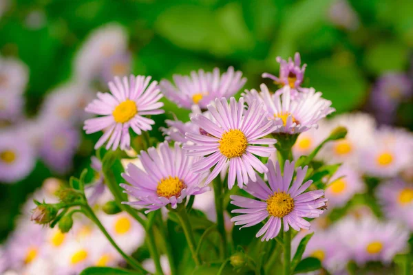 Rosa Daises Trädgården — Stockfoto