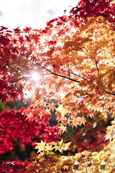 赤とオレンジの紅葉の背景 — ストック写真