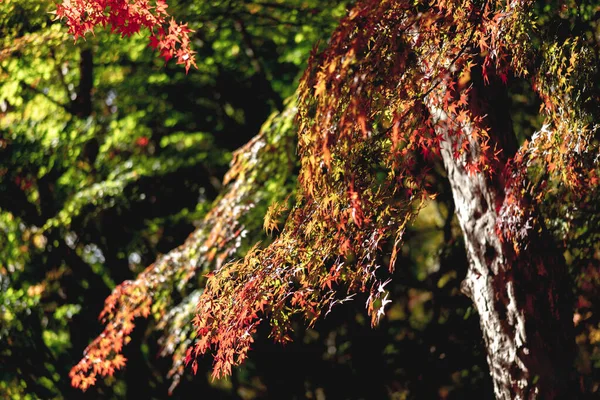 Rote Und Orangefarbene Herbstblätter — Stockfoto