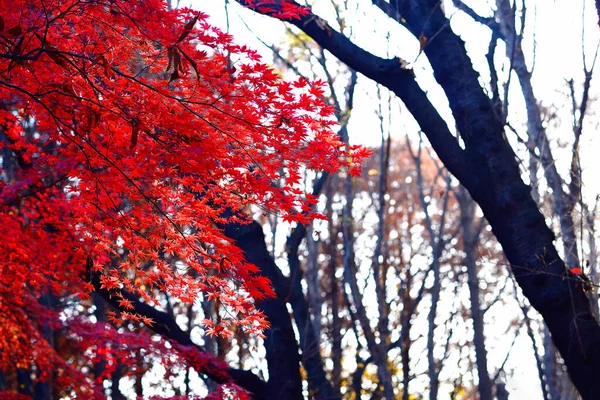 赤とオレンジの紅葉の背景 — ストック写真