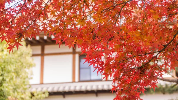 公園内の紅葉 — ストック写真